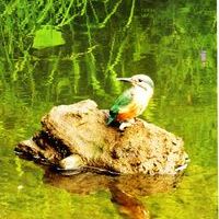 Водно-болотные угодья и птицы Томской области