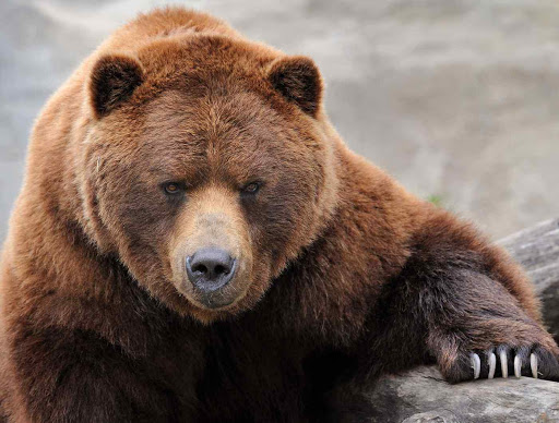 Фото Большого Медведя В Мире