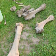 Новые находки костей мамонта