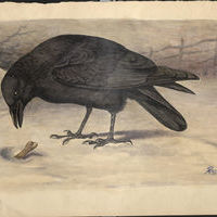 Залесский И.М. Рисунок. Европейский ворон.