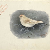 Залесский И.М. Рисунок. Птица на ветке.