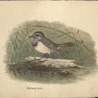 Залесский И.М. Рисунок. Северная варакушка (синебородка)