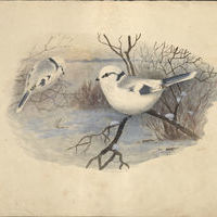 Залесский И.М. Рисунок. Европейская белая лазоревка