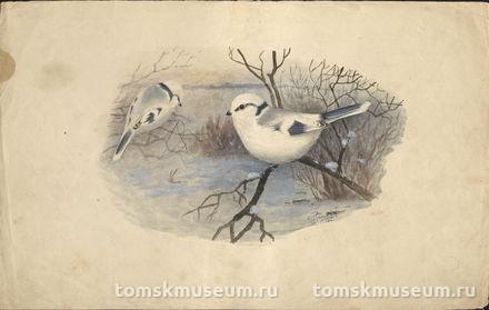 Залесский И.М. Рисунок. Европейская белая лазоревка