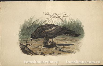 Залесский И.М. Рисунок. Большой подорлик или орёл-крикун