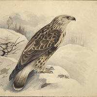 Залесский И.М. Рисунок. Хищная птица [беркут].