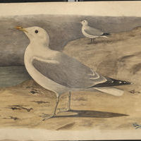 Залесский И.М. Рисунок. Сизая чайка (?)