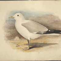 Залесский И.М. Рисунок. Серебристая чайка (?)
