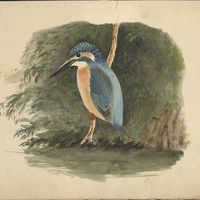 Залесский И.М. Рисунок. Обыкновенный зимородок.