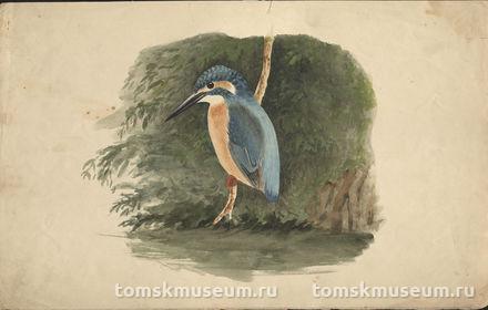 Залесский И.М. Рисунок. Обыкновенный зимородок.