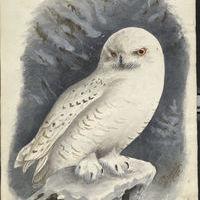 Залесский И.М. Рисунок. Белая или полярная сова.