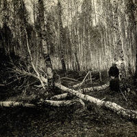 Заготовка дров в Томске  и «дровяной кризис» осенью 1917 года
