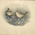 Коллекция «Рисунки птиц орнитолога Залесского И.М.»