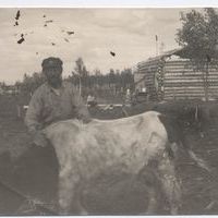 Фотография. Залесский Сергей Михайлович рядом с коровой в с. Наканне