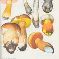 Грибы и определители грибов