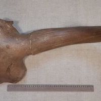 Бизон короткорогий. Осевой череп (Cranium)