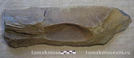 Лилия морская (криноидея). Отпечатки лучей (рук) на фрагменте породы