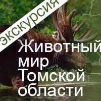 Экскурсия по выставке «Животный мир Томской области»