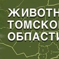 Кто построил город Томск?