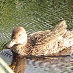 Серая Шейка на службе у шамана