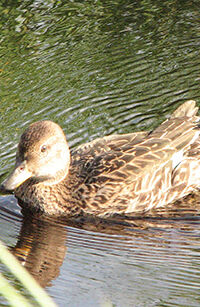 Серая Шейка на службе у шамана
