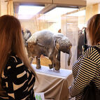 В Томском областном краеведческом музее открылась выставка «40 000 лет и зим. Долгий сон мамонтёнка Любы»