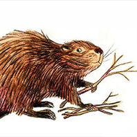 Цифровая полнокупольная программа