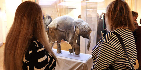 В Томском областном краеведческом музее открылась выставка «40 000 лет и зим. Долгий сон мамонтёнка Любы»