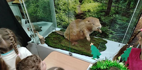 День бобра в музее