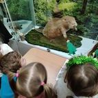 День бобра в музее